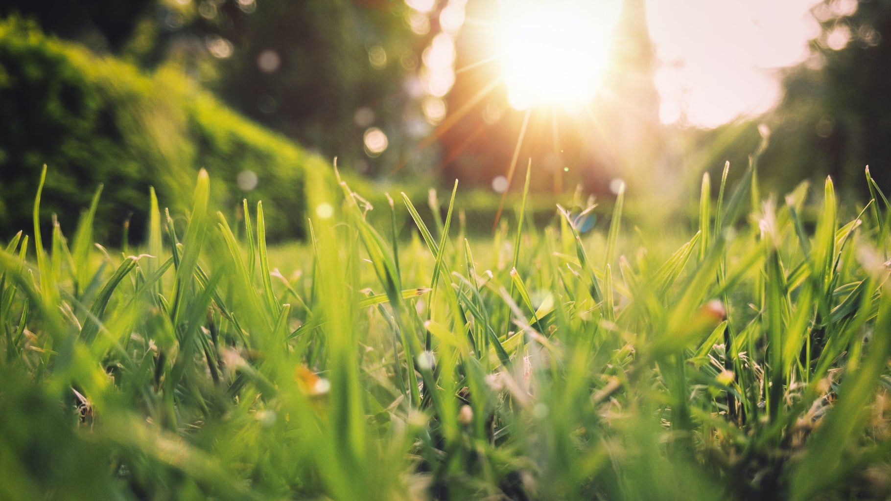 Green grass in the sunlight