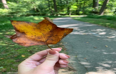fall leaf in hand