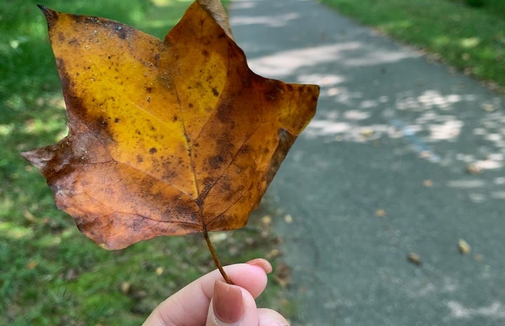 fall leaf in hand