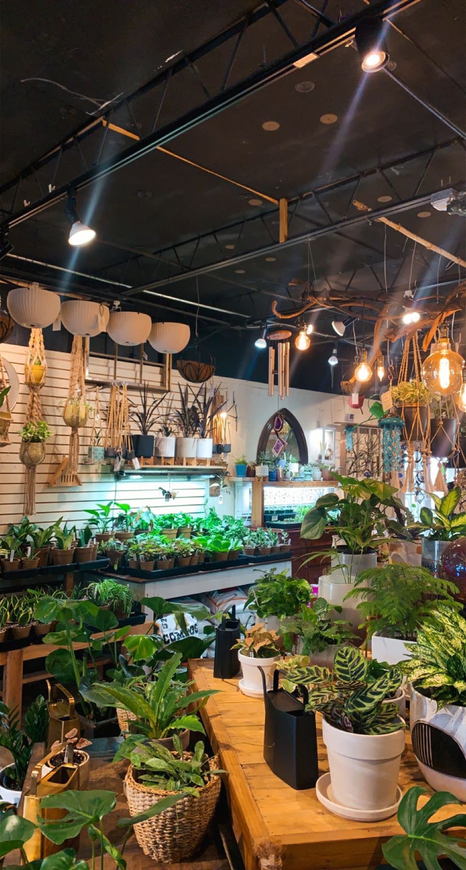 Interior of gardners outpost. They offer a variety of interior plants as well as pots and a very aesthetically pleasing placement.