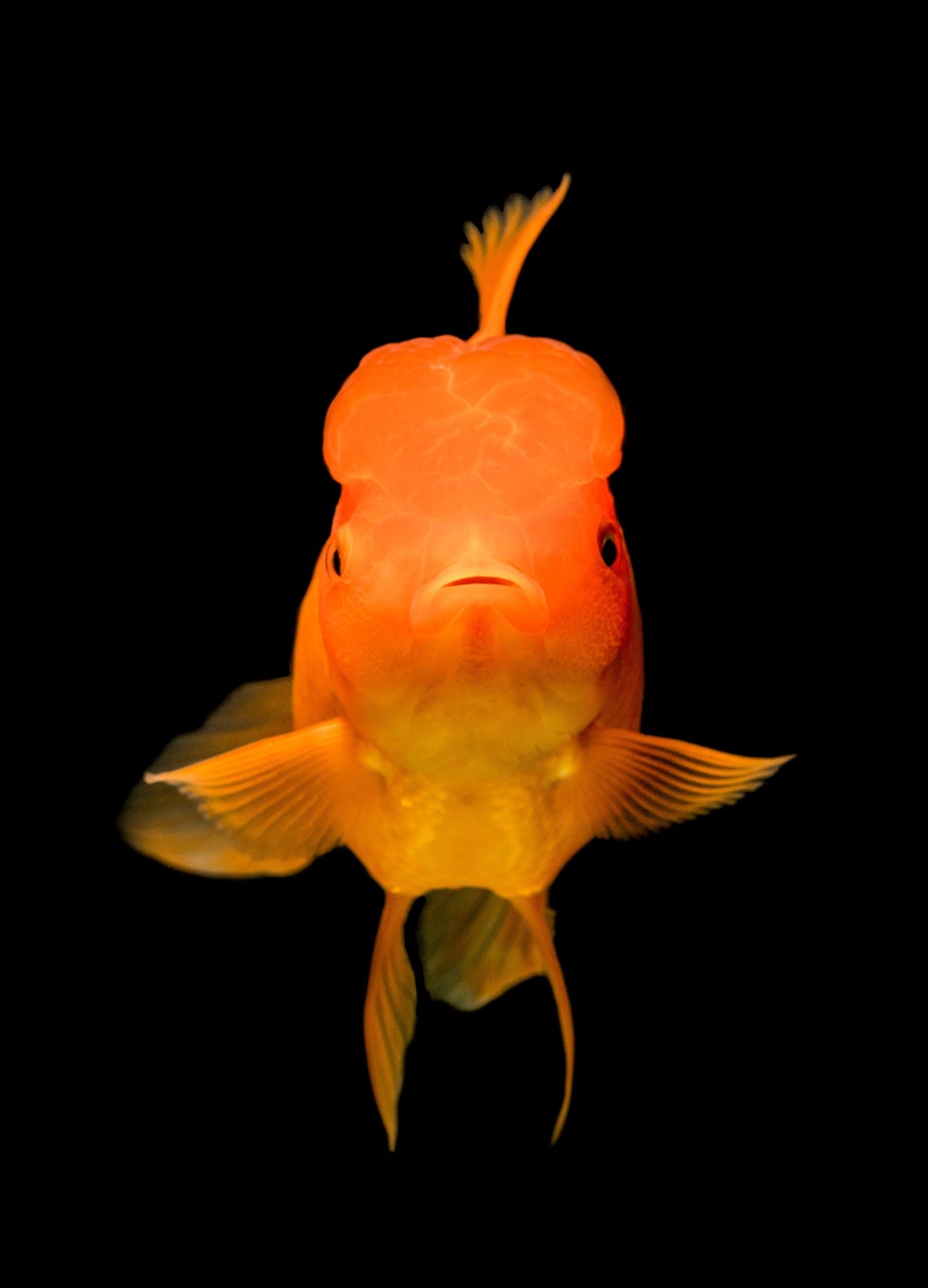 gold fish photo