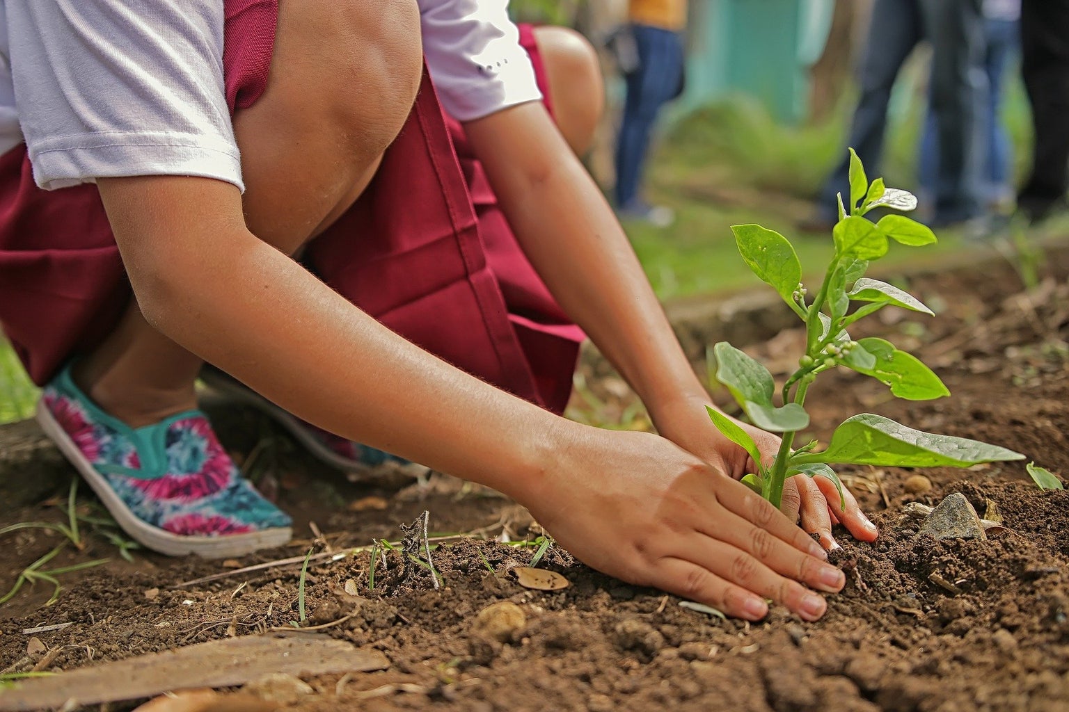 person planting a green plant