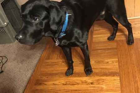 Annie Zalewski's Dog