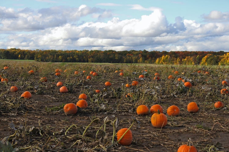Pumpkin patch with fall trees in the background