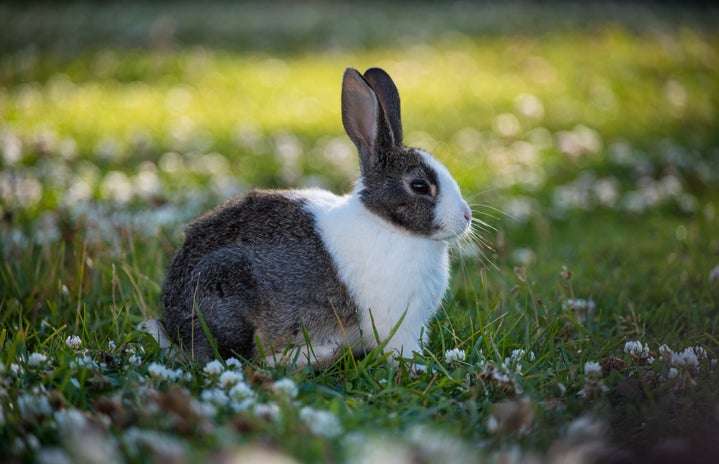 Brown and white bunny rabbit in a field of grass.