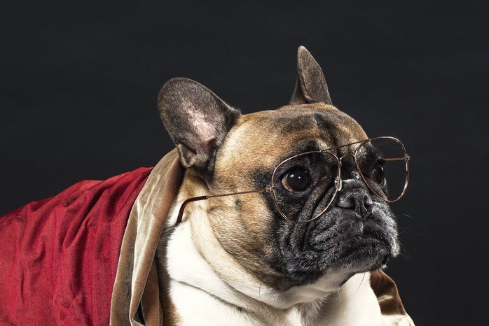 French Bulldog wearing glasses by Samantha Hurley?width=698&height=466&fit=crop&auto=webp
