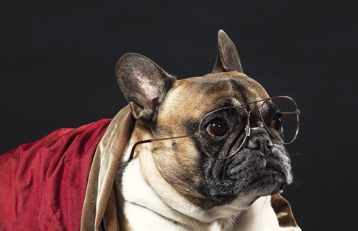 French Bulldog wearing glasses by Samantha Hurley?width=719&height=464&fit=crop&auto=webp