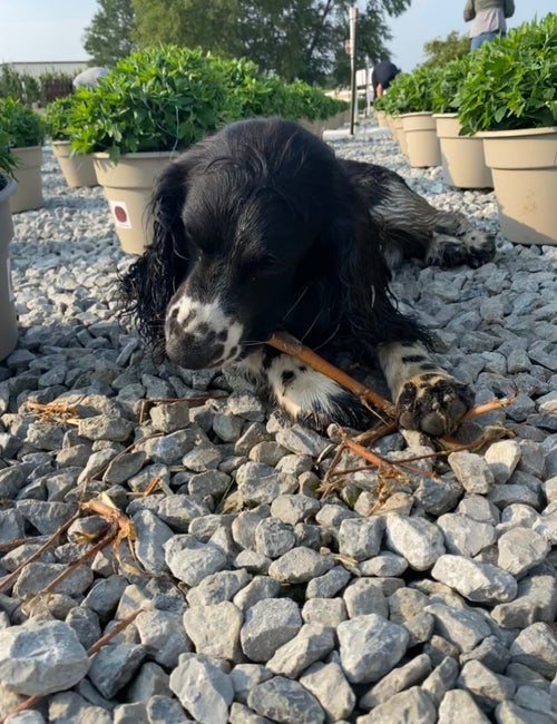dog chewing on stick