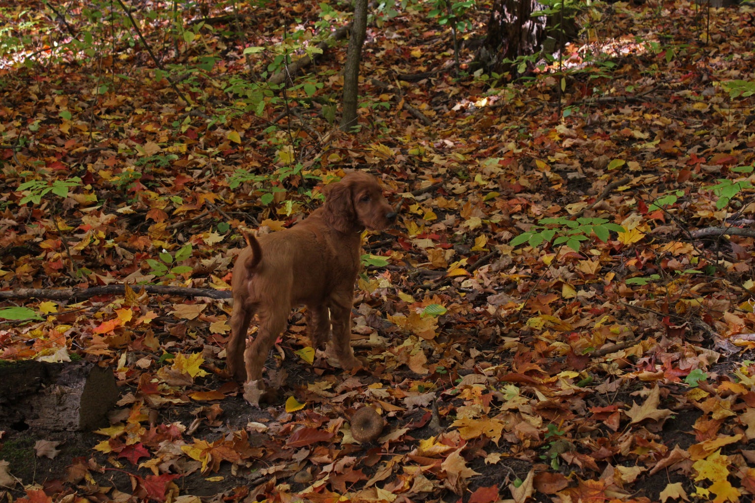 Irish Setter puppy in fall leaves