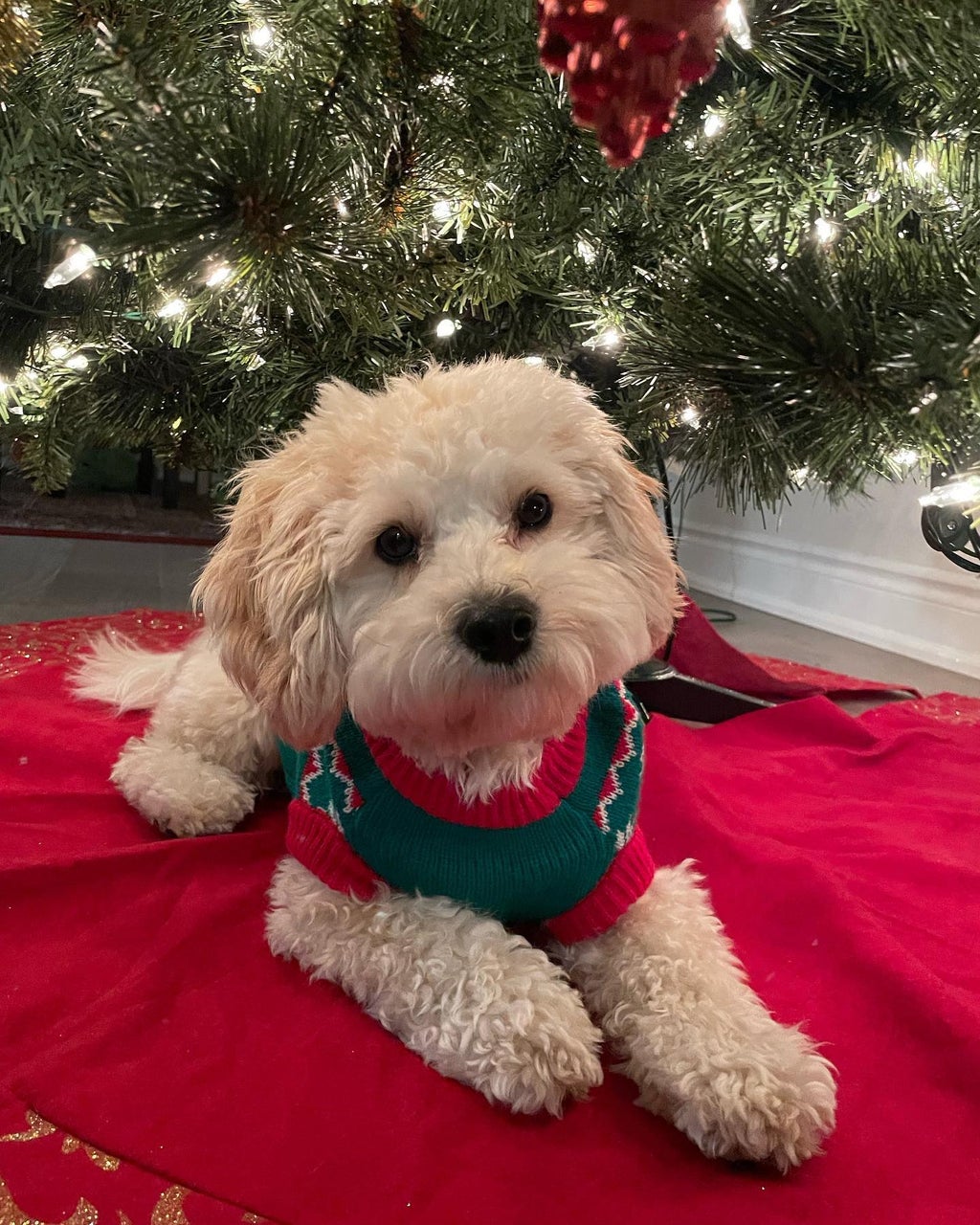 dog wearing christmas sweater near tree