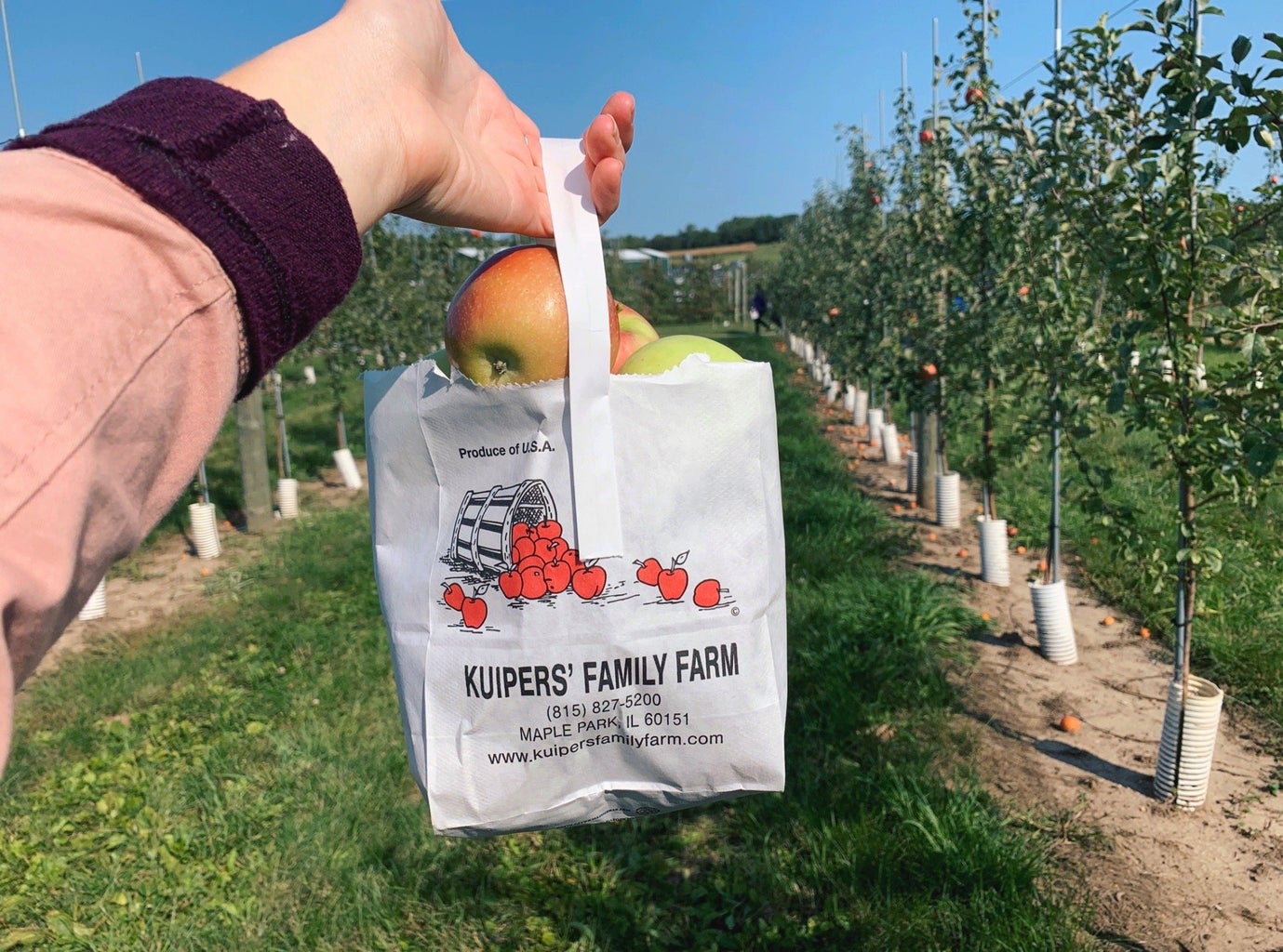 bag of apples in orchard