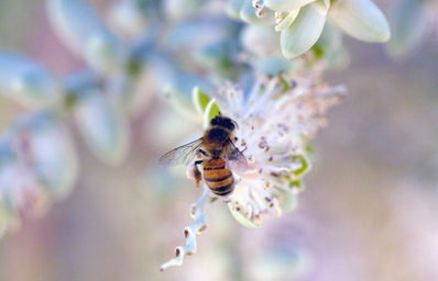 bee flower unsplash?width=398&height=256&fit=crop&auto=webp