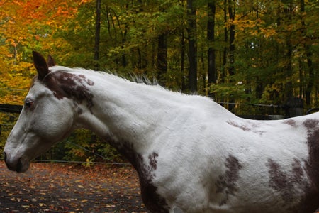 Paint horse on the farm