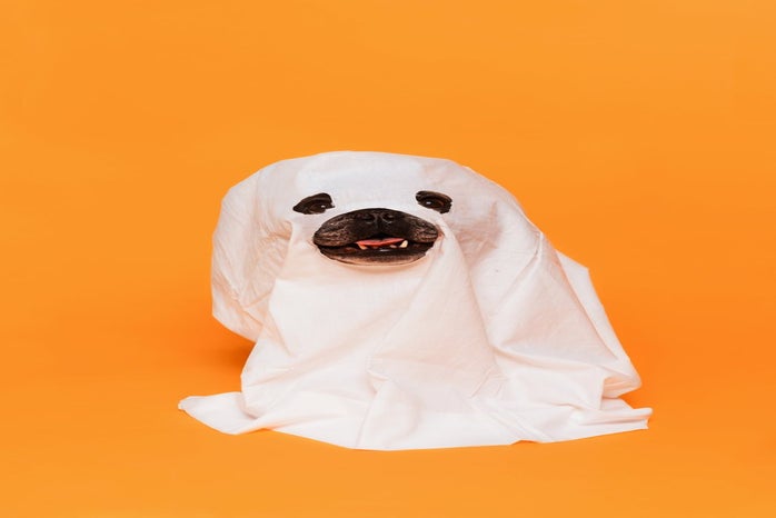 ghost Dog halloween costume by Sarah Pfluh?width=698&height=466&fit=crop&auto=webp