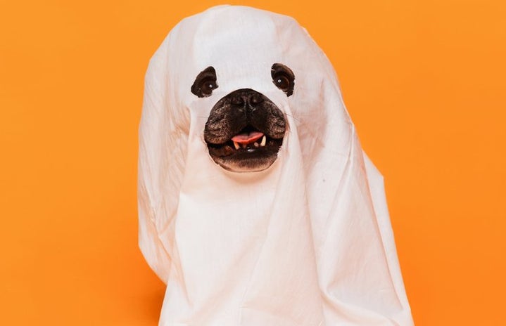 Dog in a halloween costume with glasses