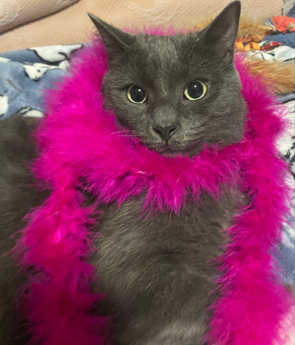 Ash in a Feather Boa
