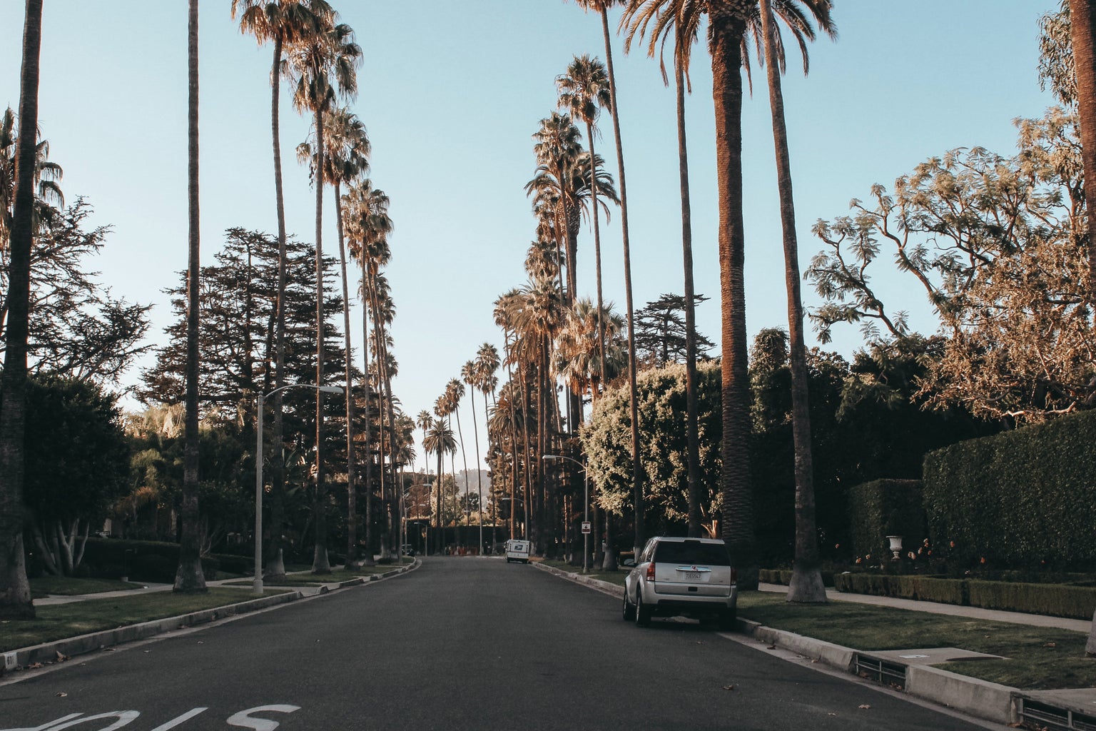Palm trees