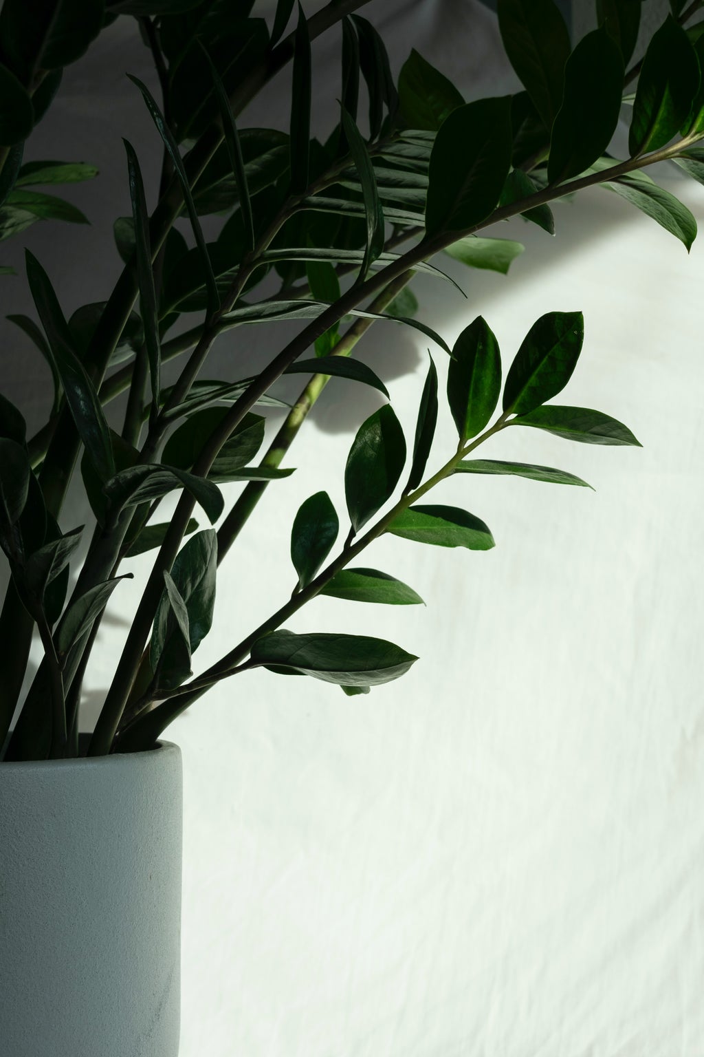 green plant in ceramic pot