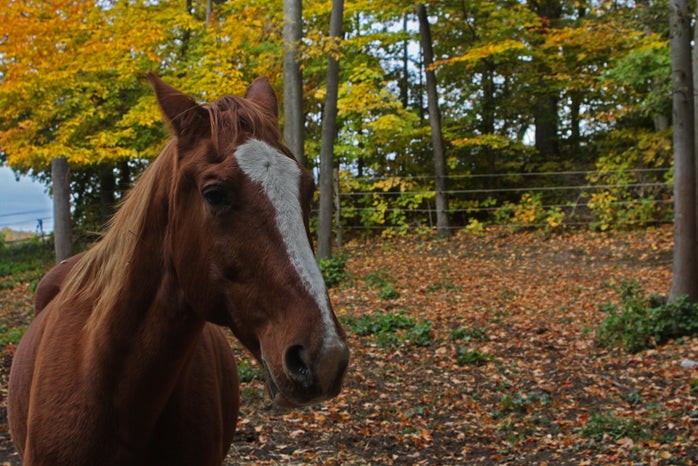 Chestnut horse at the farm