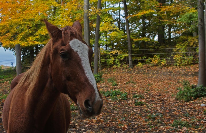 Chestnut horse at the farm