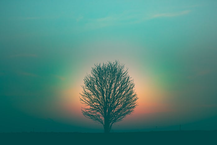 a tree