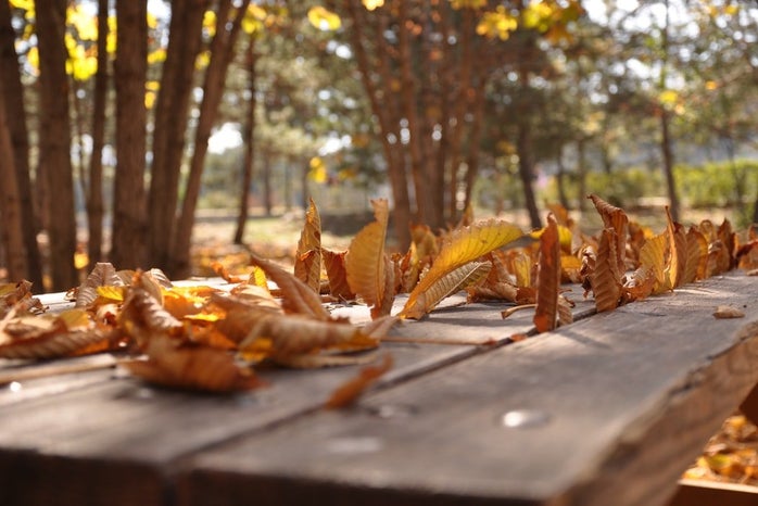 fall leaves on table by Unsplash?width=698&height=466&fit=crop&auto=webp