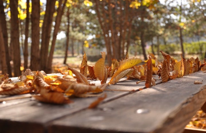 fall leaves on table