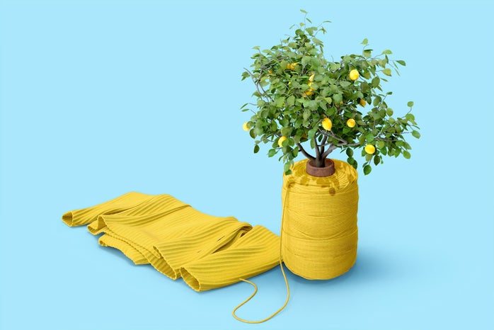 lemon tree with yellow yarn by Morning Brew?width=698&height=466&fit=crop&auto=webp
