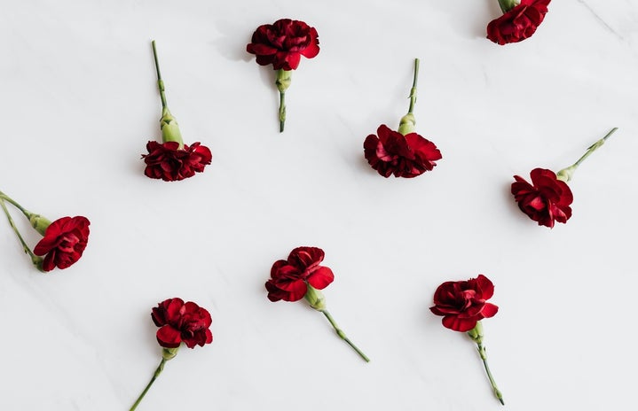 Red carnations with cut stems on white background