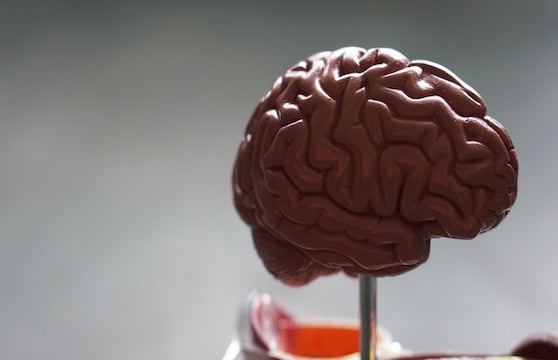 A model of the outer brain