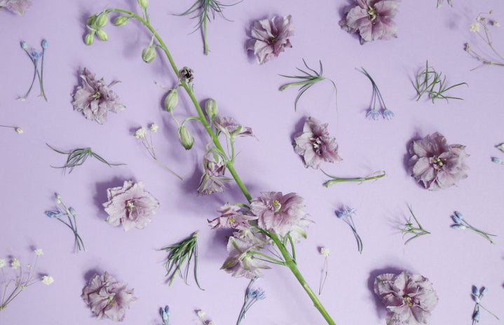 violet flowers on purple backdrop by Anna Sullivan?width=719&height=464&fit=crop&auto=webp