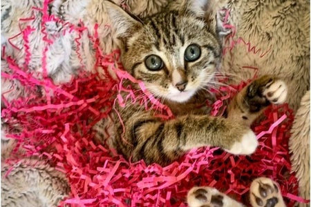 The cat adopted by Juliette is in the bed with some confetti.