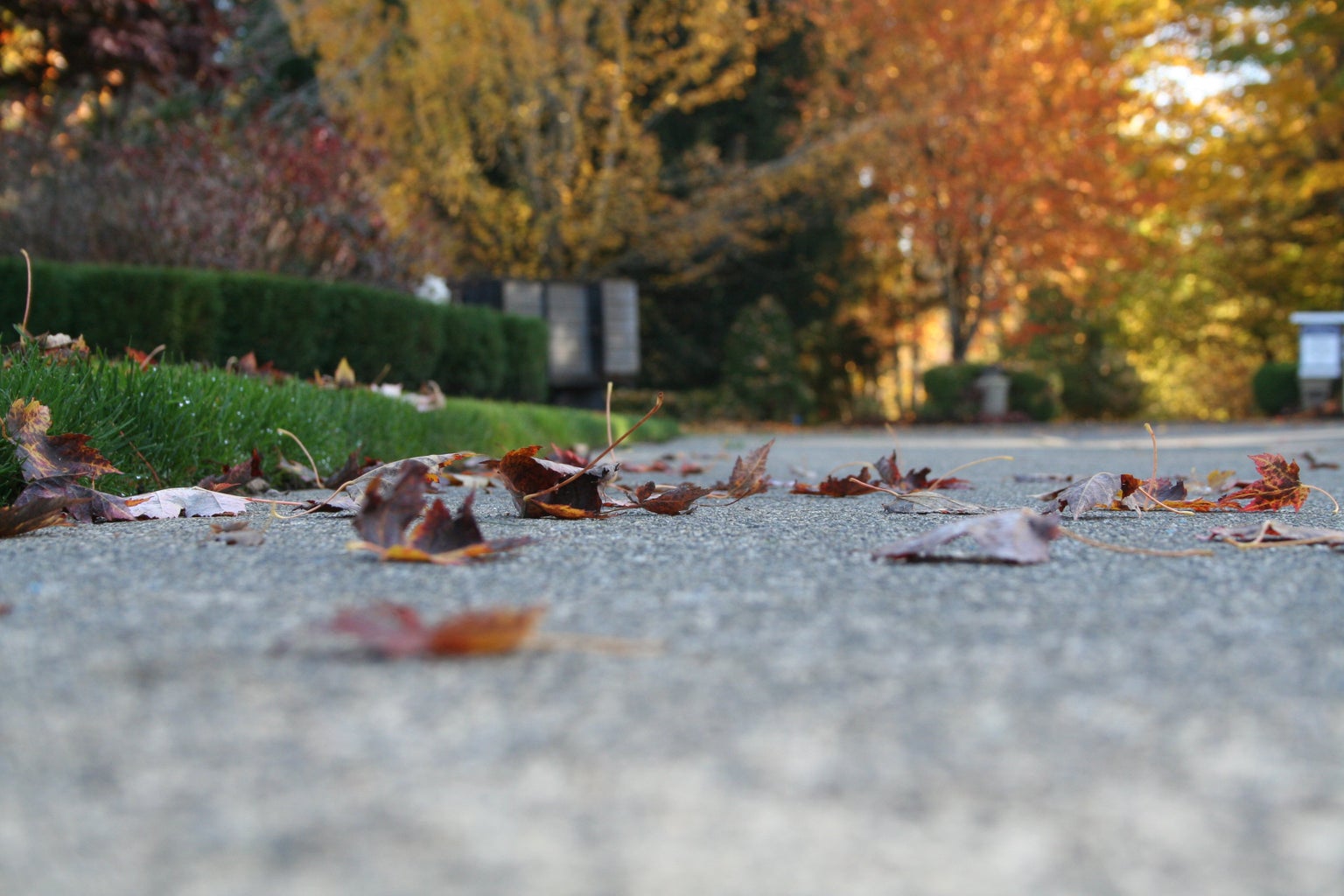 fallen leaves on suburban road