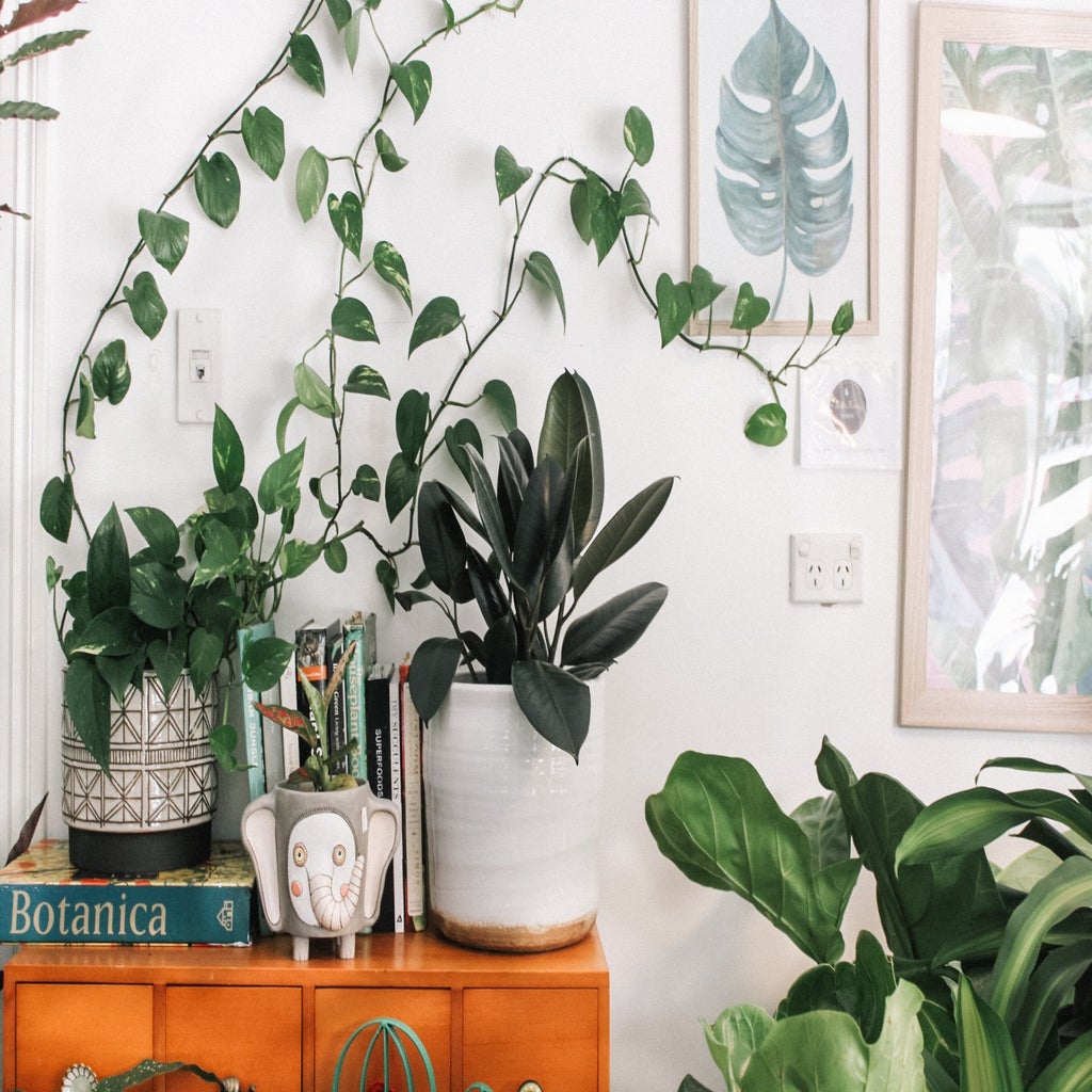 Plants in fun pots on a shelf