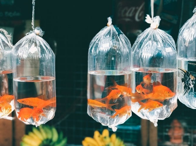 goldfish hanging from ceiling