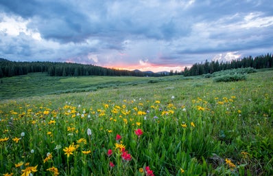 A grassy field with yellow and red flowers