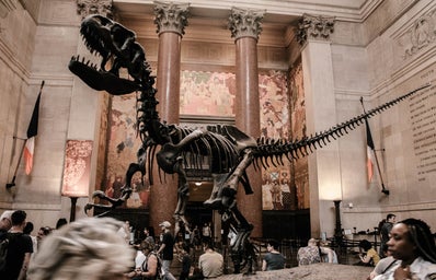 dinosaur skeleton on display in a museum
