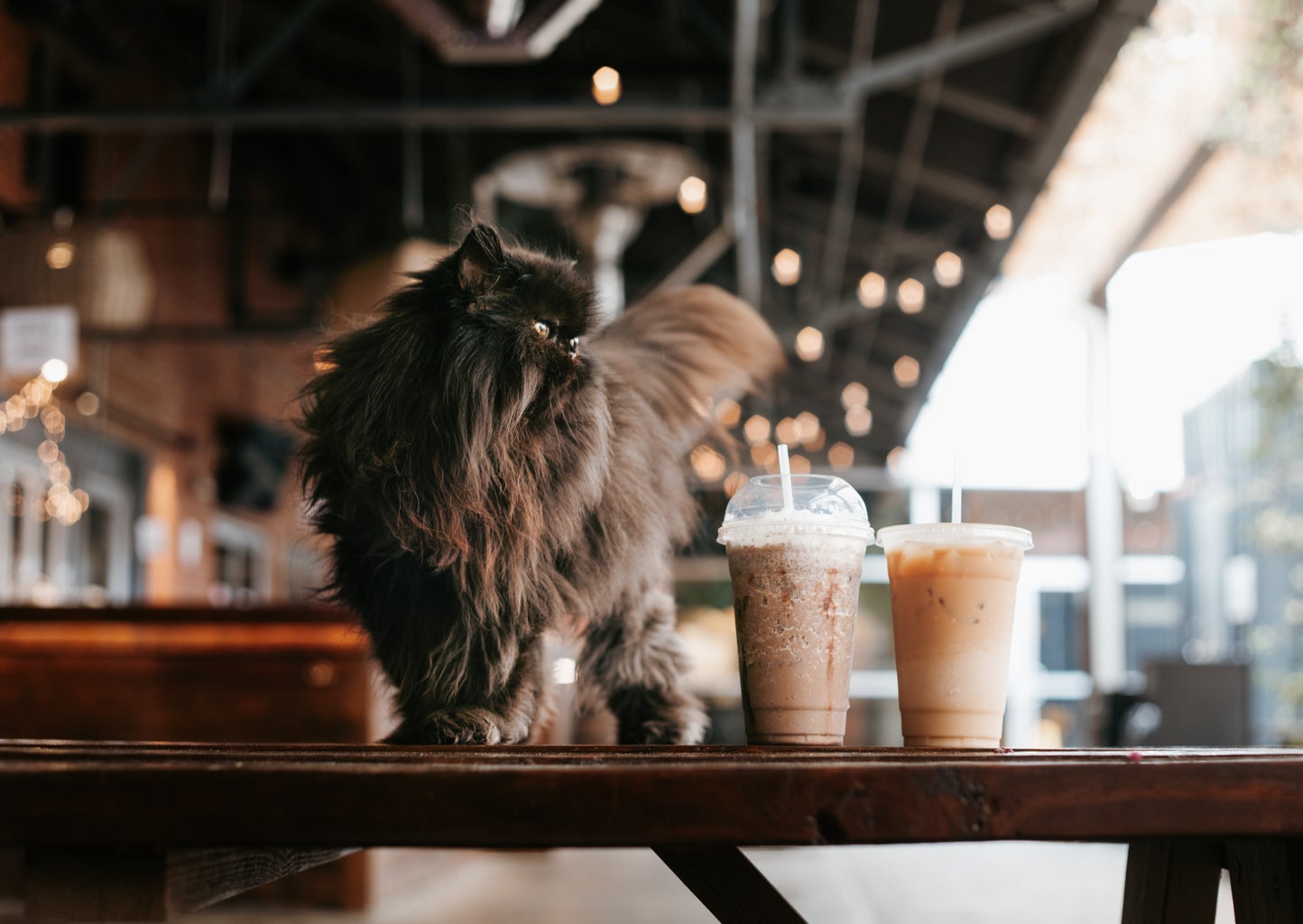 Image of cat next to coffee