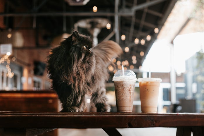 Image of cat next to coffee