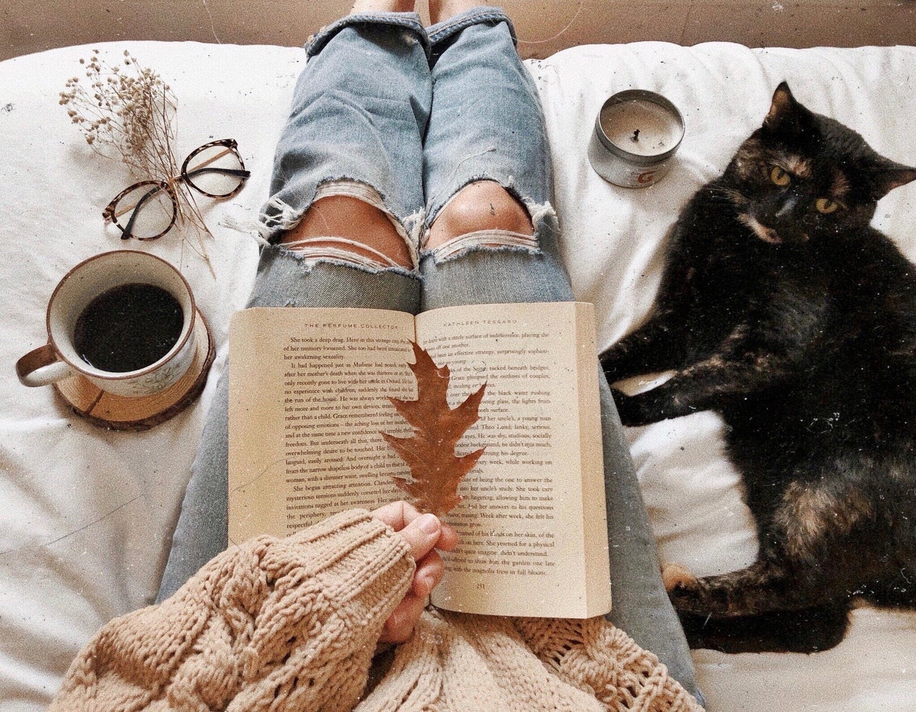 Book and cat