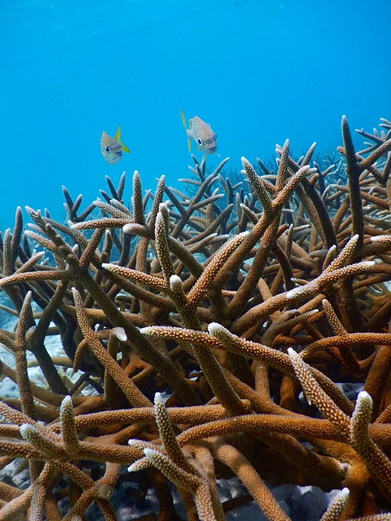 Vertical oriented photo of corals with two fish. Taken in Bonaire.