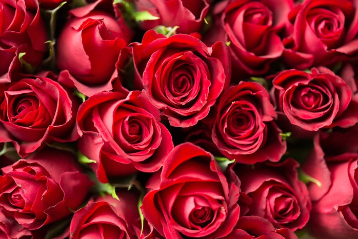red roses by picjumbocom?width=698&height=466&fit=crop&auto=webp