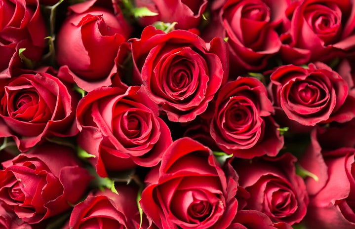red roses by picjumbocom?width=719&height=464&fit=crop&auto=webp