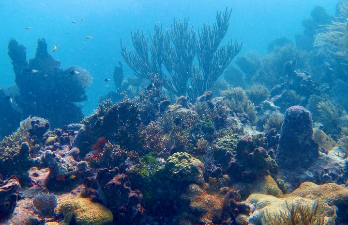 Landscape oriented photo of a coral reef. Taken in Key Largo, FL.