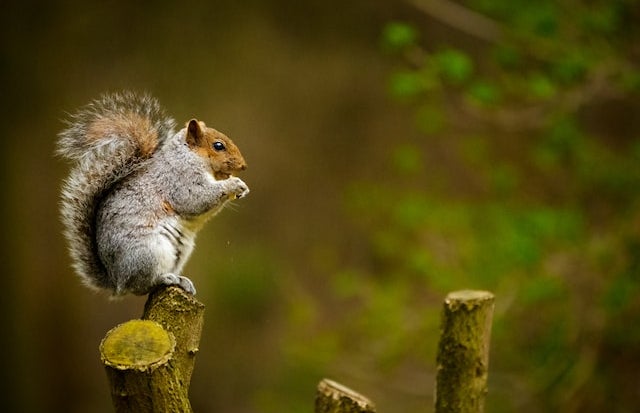 Squirrel on tree stump eating.