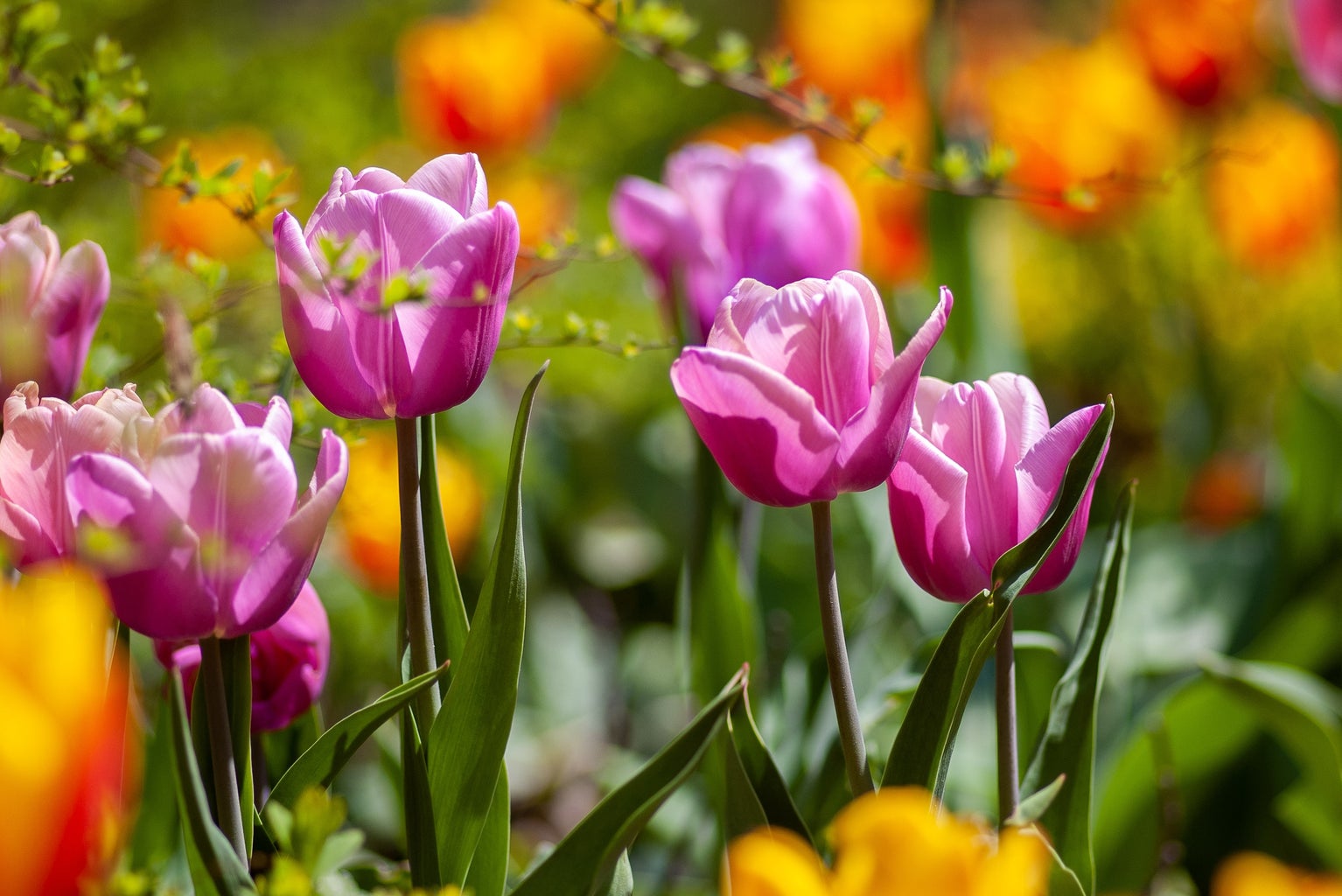 tulips in bloom