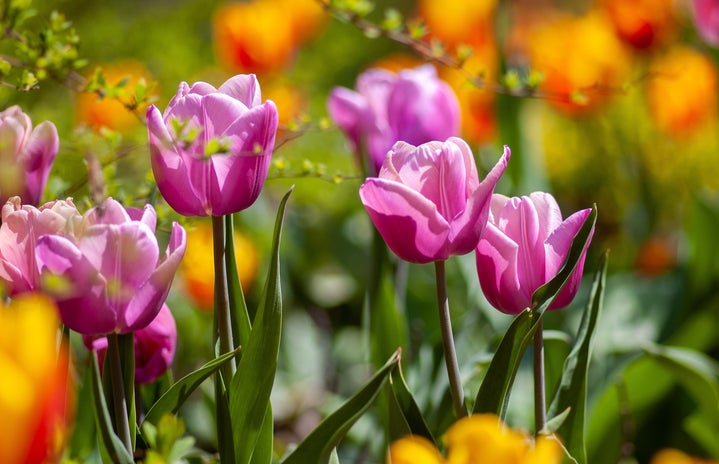 tulips in bloom by Via Yoksel Zok on Unsplash?width=719&height=464&fit=crop&auto=webp