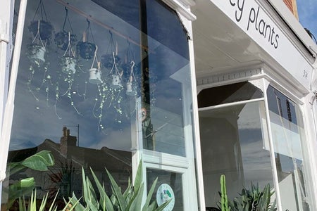 Bristol Shop Fancy Plants