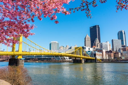 Cherry Blossoms on the North Shore