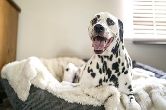 Dalmatian on Pet Bed
